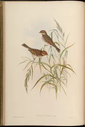 Little Bunting